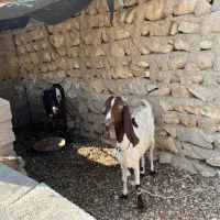 فروش دو بز|حیوانات مزرعه|بردخون, |دیوار