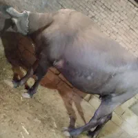 گاومیش شکم اول درجه یک  45روز مونده به زایمان|حیوانات مزرعه|میاندوآب, |دیوار