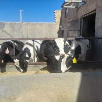 گوساله|حیوانات مزرعه|ساروق, |دیوار