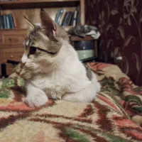 گربه 4 ماهه نر|گربه|اصفهان, سپاهان‌شهر|دیوار