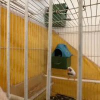 جفت فنچ لپ سیاه کاکلی(روی جوجه)|پرنده|طبس, |دیوار