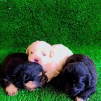 واگذاری شیتزو سوپر تریر مینیاتوری وارداتی