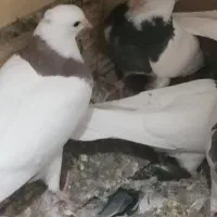 فروش|پرنده|زارچ, |دیوار