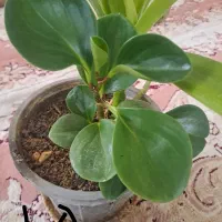 سلام گل فروشی ارزون