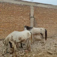 اسب و مادیون با کره|اسب و تجهیزات اسب‌سواری|دزفول, |دیوار