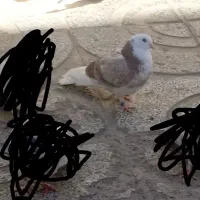 کفتر