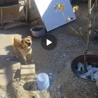 گمشده در روستای بالدرلو امازاده