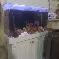 اکواریوم|ماهی|رودهن, |دیوار