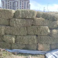 یونجه انباری خشک