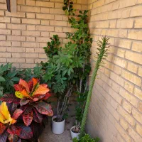 دو عدد گل گلدان کاکتوس مرجان