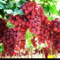 فروش نهال انگور ،یاس،گل محمدی و..