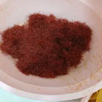 زعفران پوشال