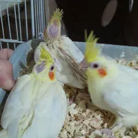 جوجه عروس سرلاکی لوتینو|پرنده|مشهد, ایثارگران|دیوار