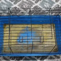 قفس خرگوش