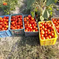 رب گوجه فرنگی درجه یک|خوردنی و آشامیدنی|نوشین شهر, |دیوار