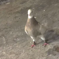 طوقی|حیوانات|ایلام, |دیوار