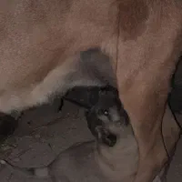 سرابی اصیل|سگ|ارشق, |دیوار