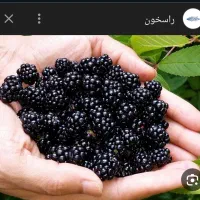 تمشک جنگلی|خوردنی و آشامیدنی|فاضل آباد, |دیوار