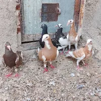 چند عدد کبوتر پلنگ معاوضه هم میکنم