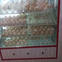 دستگاه جوجه کشی