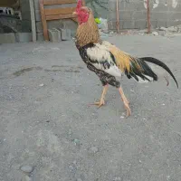 خروس فروشی
