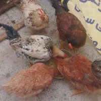 مرغ و خروس محلی