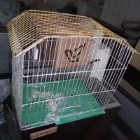 کالسکه.       قفس پرنده
