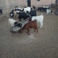 ۲۵ راس بز جوان