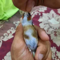 سهره چونه سفید