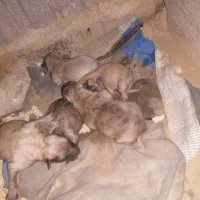 چند عدد توله پاکوتاه برا فروش|سگ|قروه, |دیوار