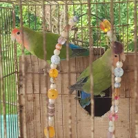 طوطی برزیلی جفت