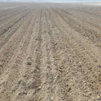 ۴۴ هکتار زمین دیمه در قوچان