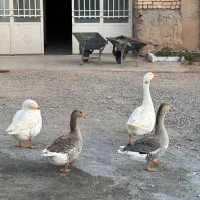 غاز و قوغاز|حیوانات مزرعه|بروجن, |دیوار