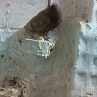 دو عدد نر رنگی