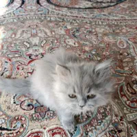 واگذاری گربه بریتیش نر ۴ماهه