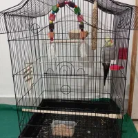 عروس هلندی با تمام وسایل ،معاوضه