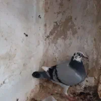 کبوتر