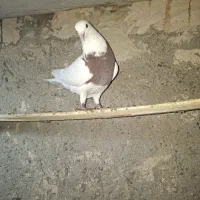 کبوتر یک جفت طوقی|پرنده|دشتابی, |دیوار