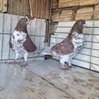 کبوتر پرشی گرما دیده پرش بالا بیا پرششون ببین