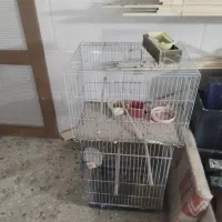 قفس خالی عروس هلندی و مرغ عشق