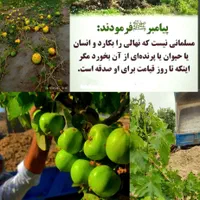 خاک باغچه ۱۰۰ درصد تضمینی ضمانتی گوربند کود گاوی|خدمات باغبانی و درختکاری|زاهدان, |دیوار