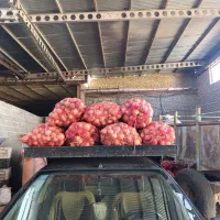 پیاز فلات تور زده شده