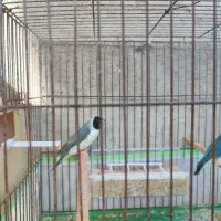 ی جفت فنچ گلدین قیمت ۳۲۰۰|پرنده|لامرد, |دیوار