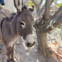 الاغ نر|حیوانات مزرعه|شیروان (خراسان), |دیوار