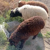 3عدد گوسفند نر