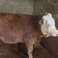 گوساله سیمینتال اصیل|حیوانات مزرعه|صحنه, |دیوار