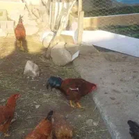 هشت عدد خروس سرحال|حیوانات مزرعه|لاهیجان, گلستان|دیوار
