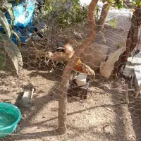 مرغ وخروس لهستانی