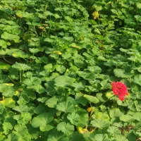 گل وگیاه|گل و گیاه طبیعی|مشهد, بالا خیابان|دیوار