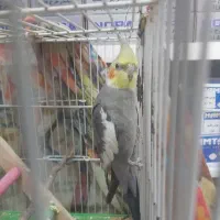عروس هلندی نر
